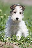 FOX TERRIER 314